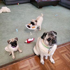 Meet your Posher, Dawn